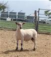 Sheep Trax Mason 477M